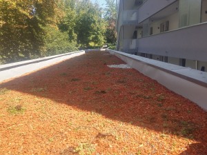 Dachbegrünung auf Flachdach