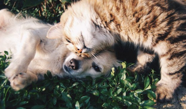 dna test hund und catse